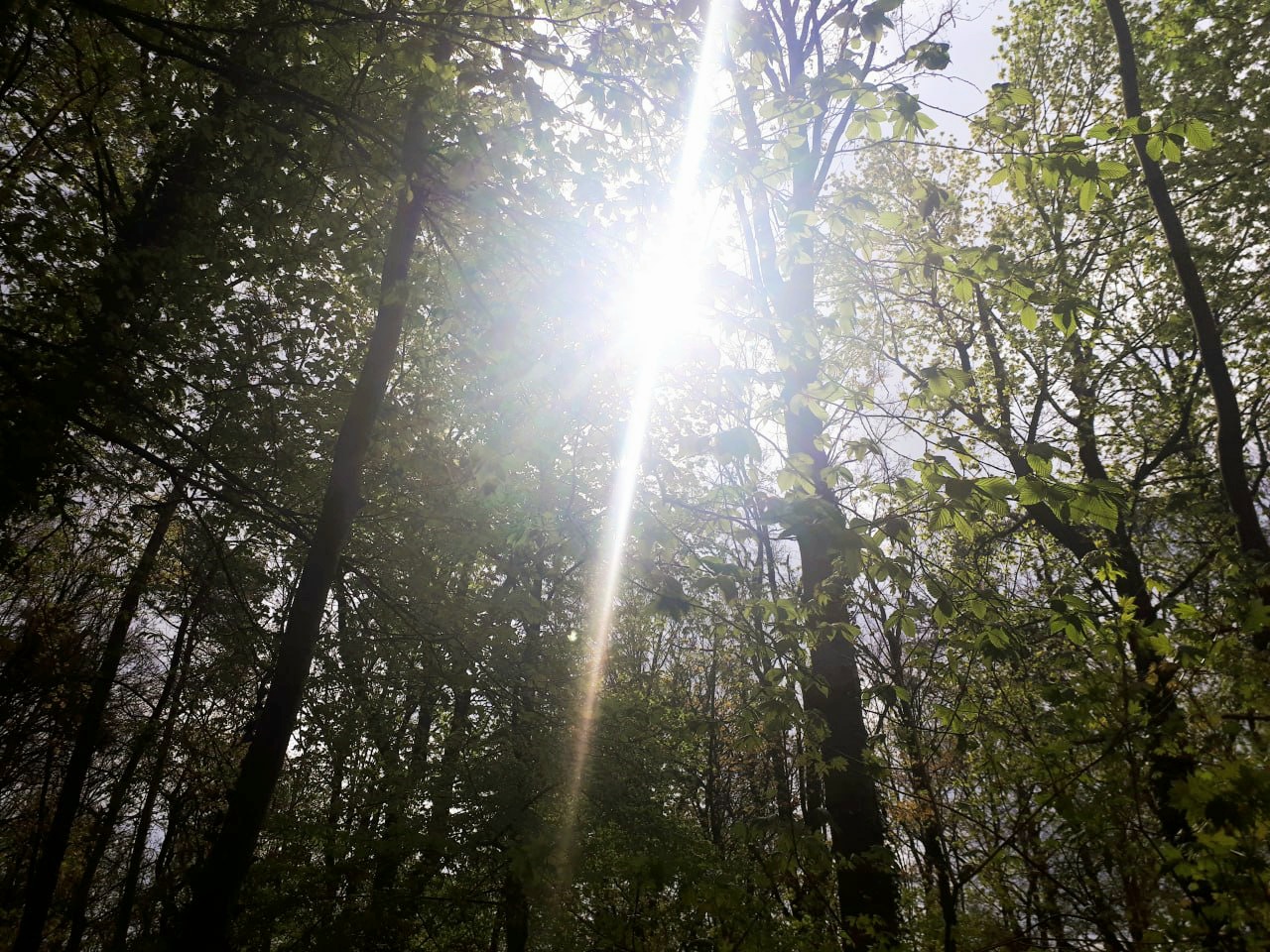 Lichtstrahlen fallen durch einen ruhigen, grünen Wald