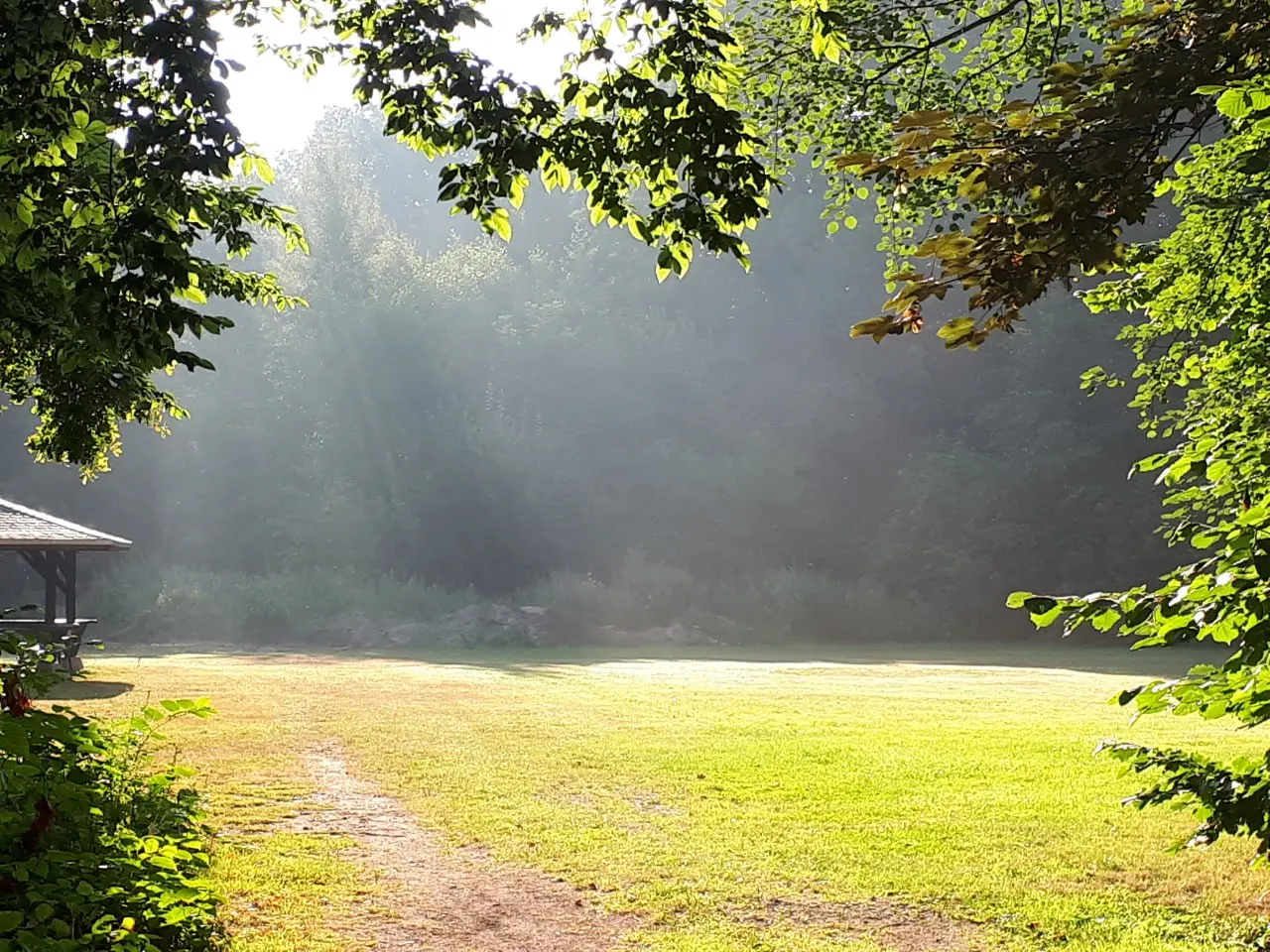Sonnige Lichtung in einem ruhigen Wald